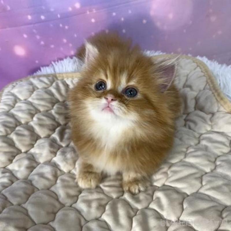 販売中の大阪府のマンチカン(短足)-137720の6枚目