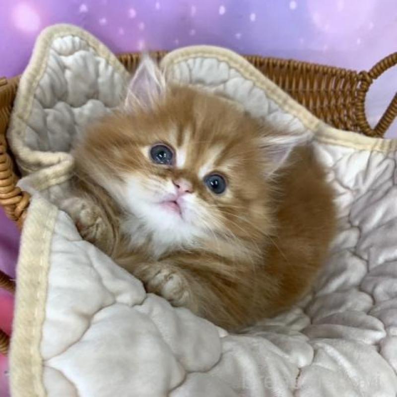 販売中の大阪府のマンチカン(短足)-137720の5枚目