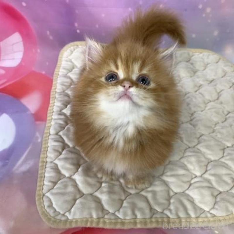 販売中の大阪府のマンチカン(短足)-137720の4枚目