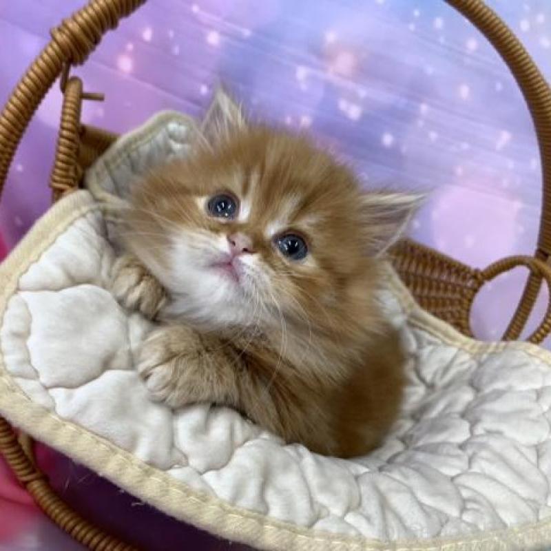 販売中の大阪府のマンチカン(短足)-137720の2枚目