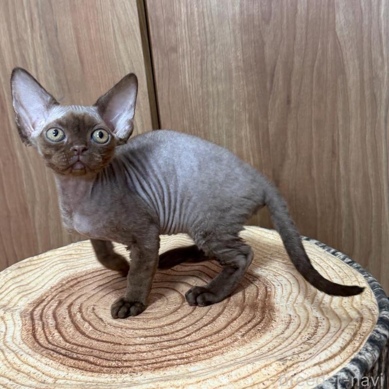 販売中の東京都のデボンレックス-137721の5枚目