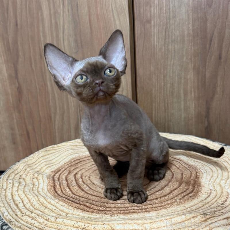 販売中の東京都のデボンレックス-137721の4枚目