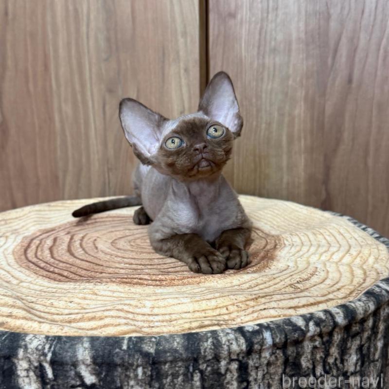 販売中の東京都のデボンレックス-137721の3枚目