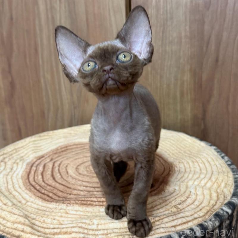 販売中の東京都のデボンレックス-137721の2枚目