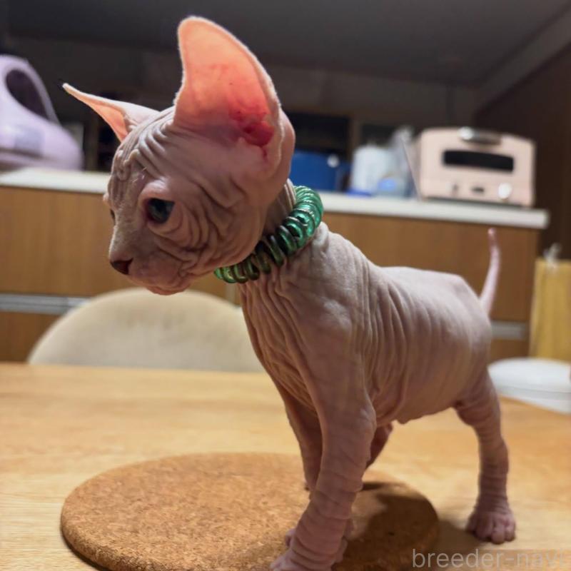 販売中の福岡県のスフィンクス-137722の2枚目