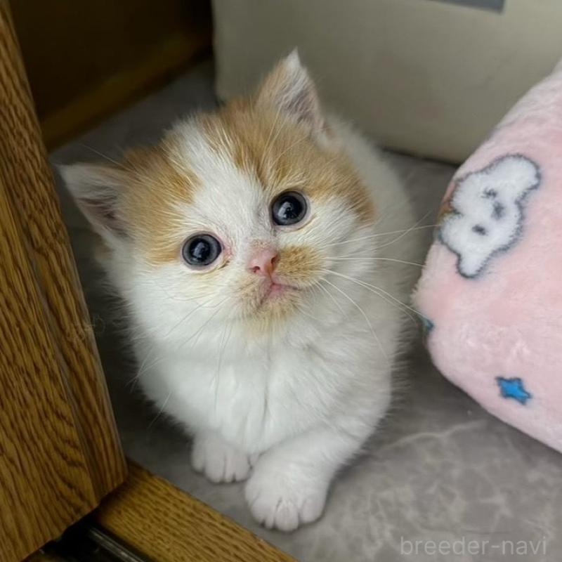 販売中の福岡県のミヌエット(短足)-137723