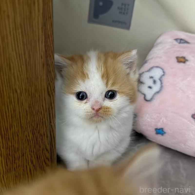 販売中の福岡県のミヌエット(短足)-137723の4枚目