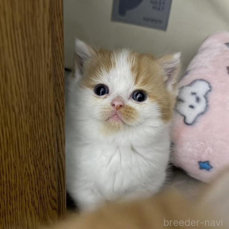 販売中の福岡県のミヌエット(短足)-137723の2枚目