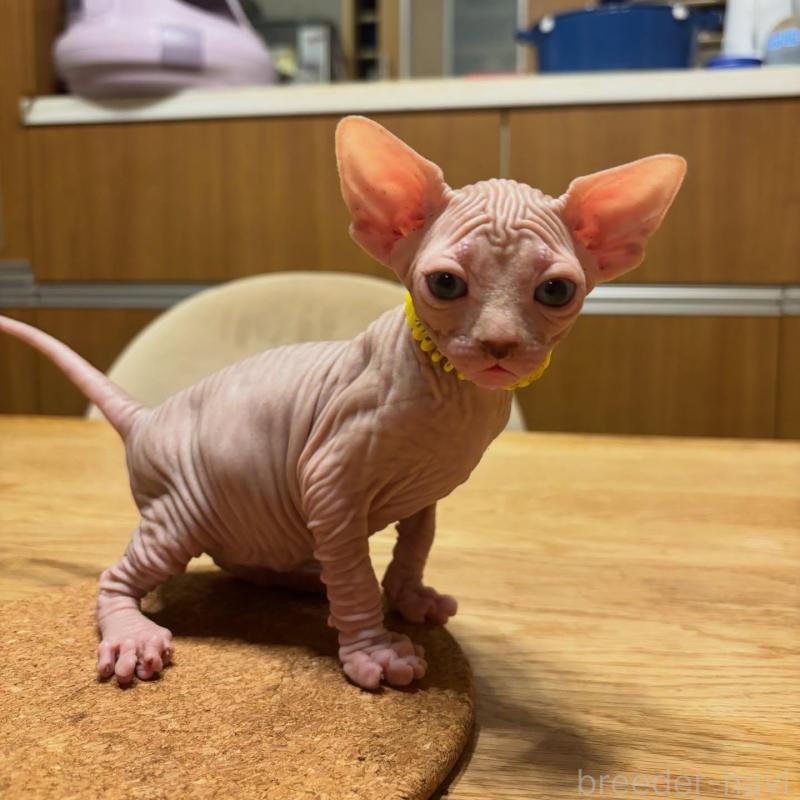 販売中の福岡県のスフィンクス-137724の2枚目