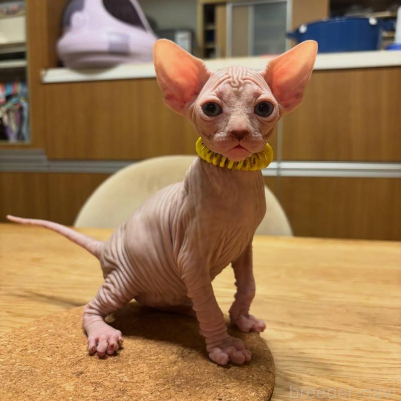 販売中の福岡県のスフィンクス-137724の1枚目