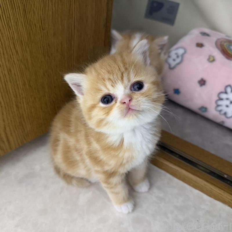 販売中の福岡県のミヌエット-137726の4枚目