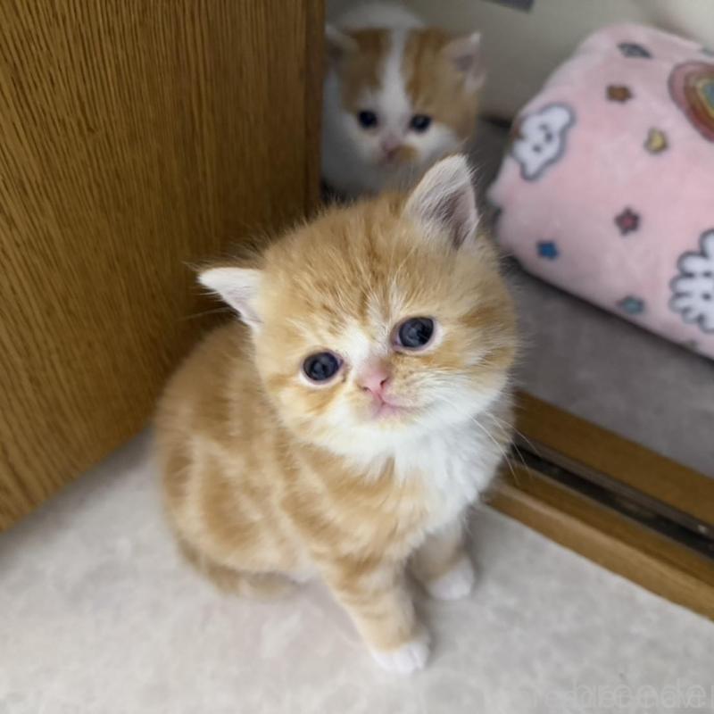 販売中の福岡県のミヌエット-137726の3枚目