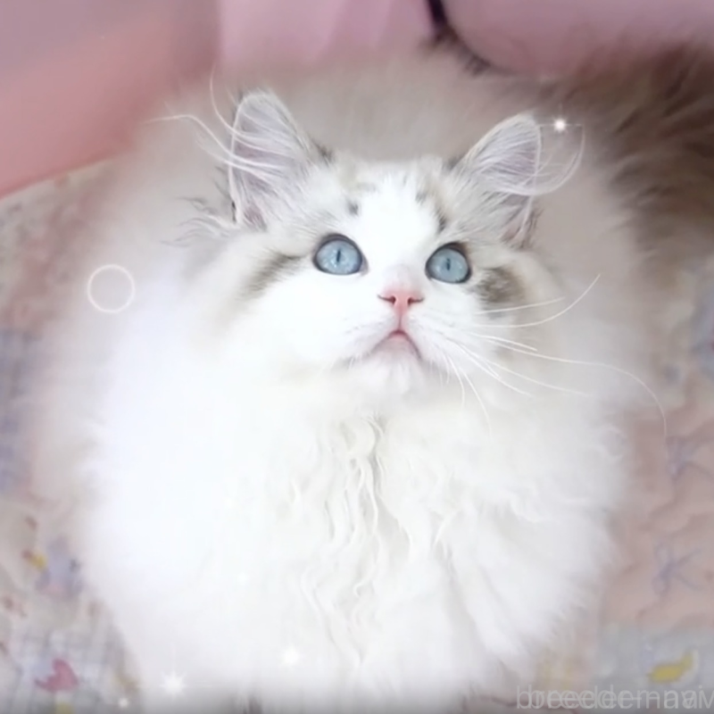 販売中の茨城県のラグドール-137728の1枚目