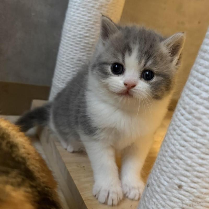 販売中の福岡県のミヌエット-137727