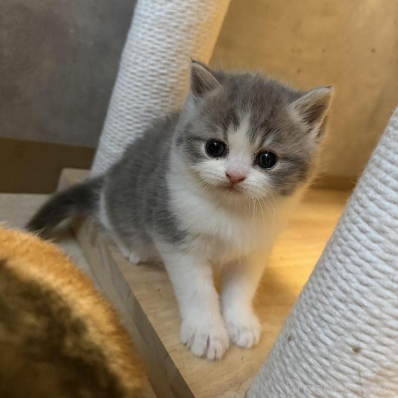 販売中の福岡県のミヌエット-137727の4枚目