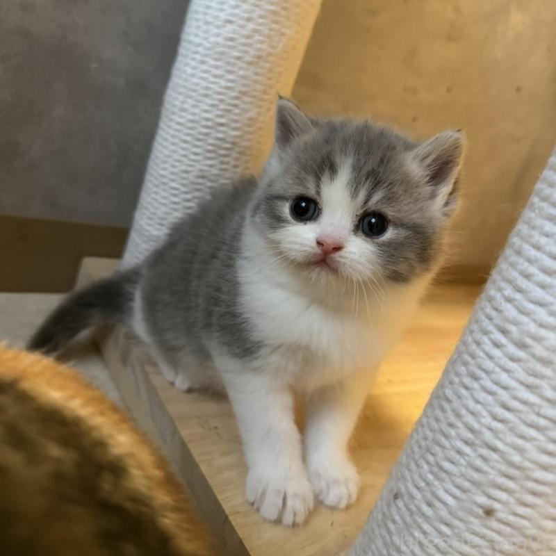 販売中の福岡県のミヌエット-137727の3枚目