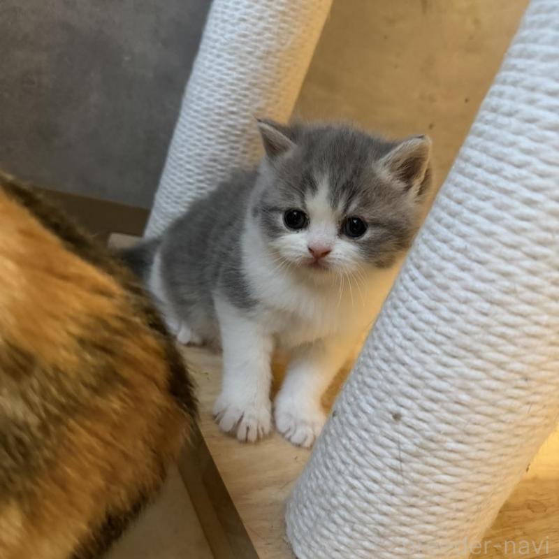 販売中の福岡県のミヌエット-137727の2枚目