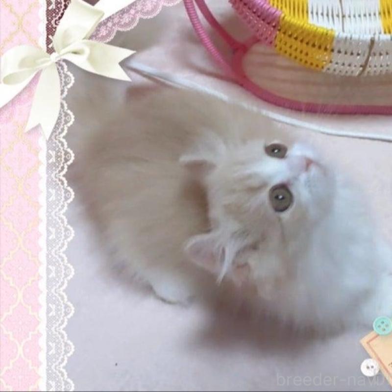 販売中の愛媛県のミヌエット(短足)-137730の8枚目