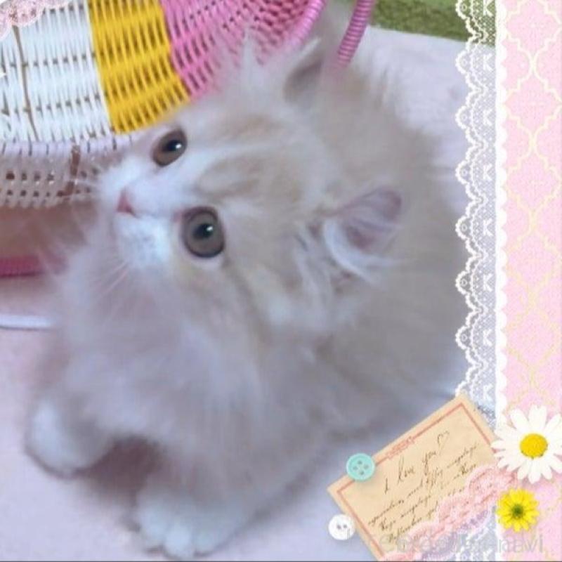 販売中の愛媛県のミヌエット(短足)-137730の7枚目