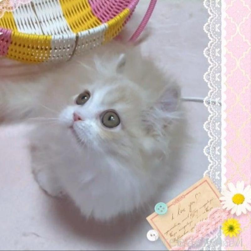 販売中の愛媛県のミヌエット(短足)-137730の6枚目