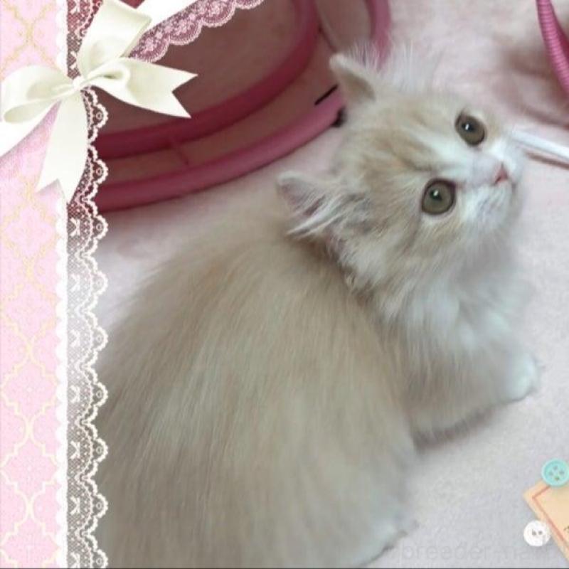 販売中の愛媛県のミヌエット(短足)-137730の5枚目