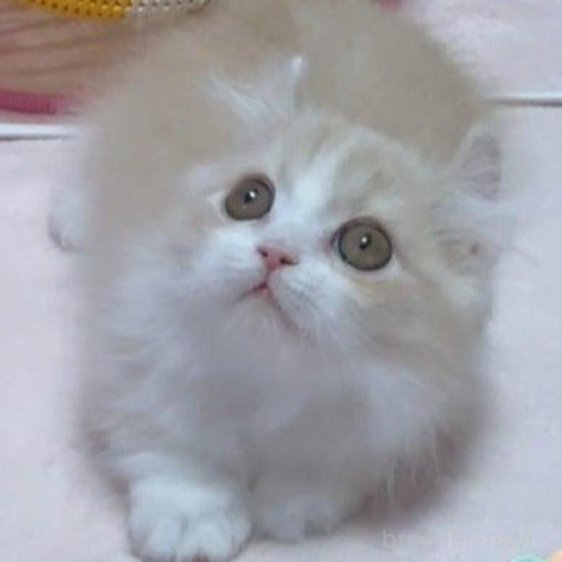 販売中の愛媛県のミヌエット(短足)-137730の4枚目