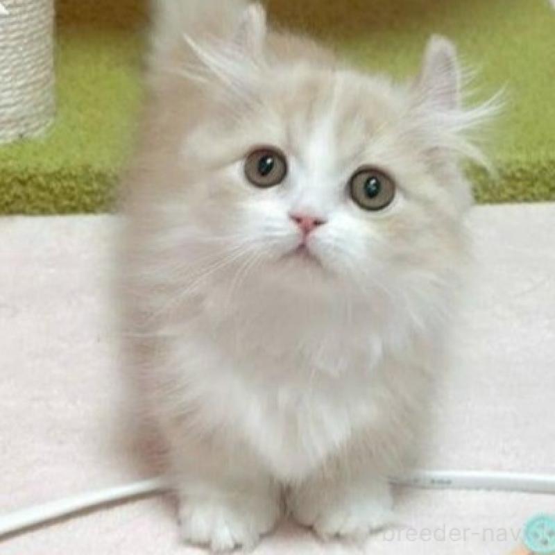 販売中の愛媛県のミヌエット(短足)-137730の1枚目