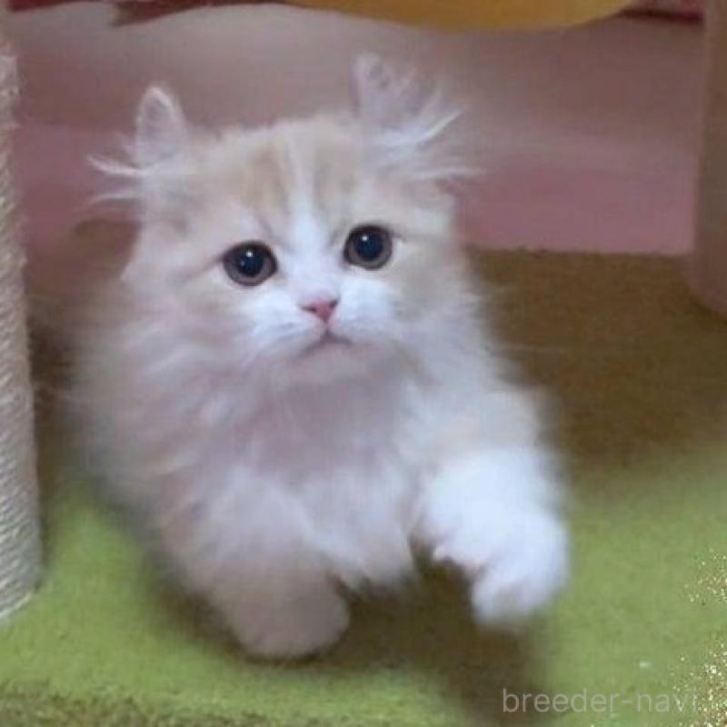 販売中の愛媛県のミヌエット(短足)-137730の3枚目