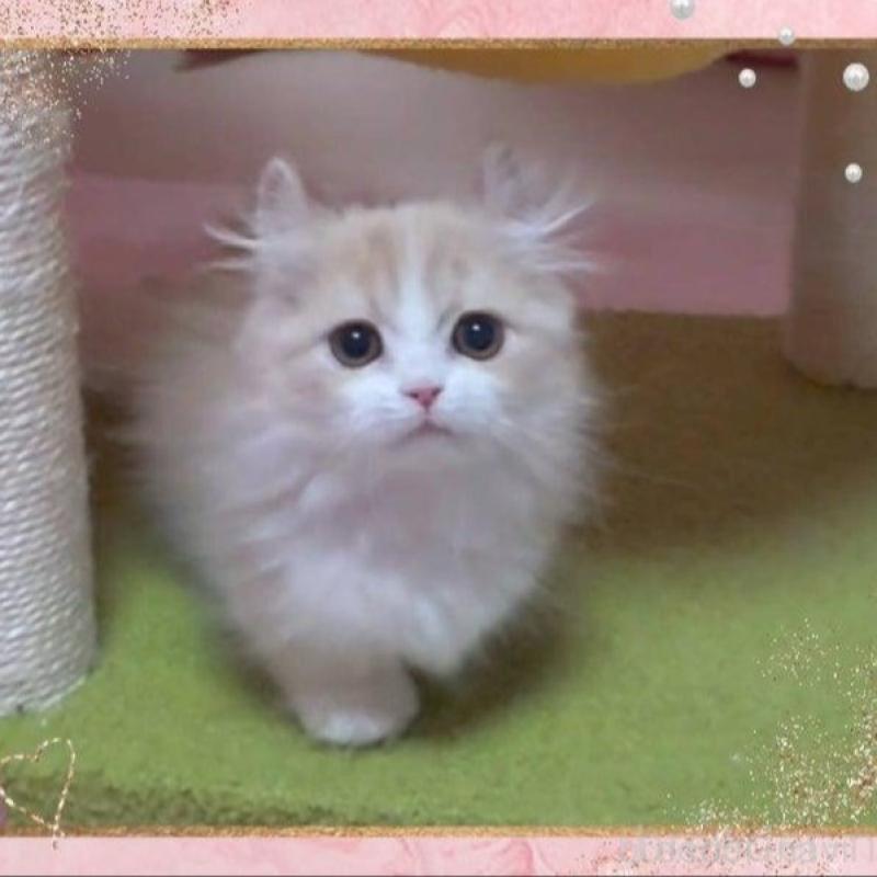 販売中の愛媛県のミヌエット(短足)-137730の2枚目