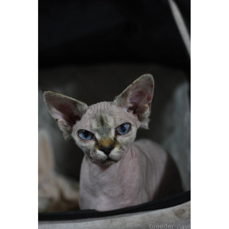 販売中の福岡県のデボンレックス-137733の9枚目