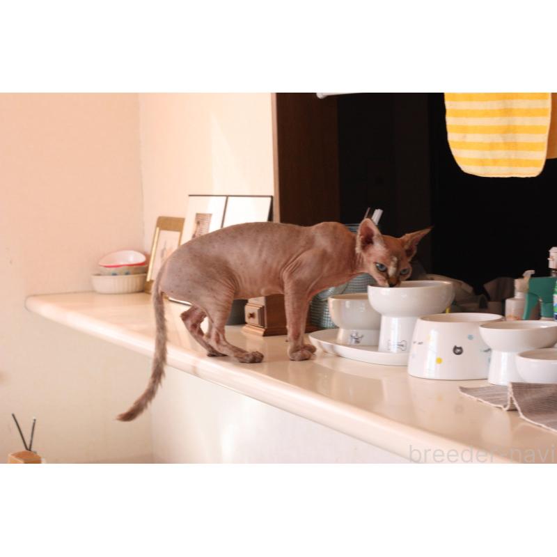 販売中の福岡県のデボンレックス-137733の8枚目