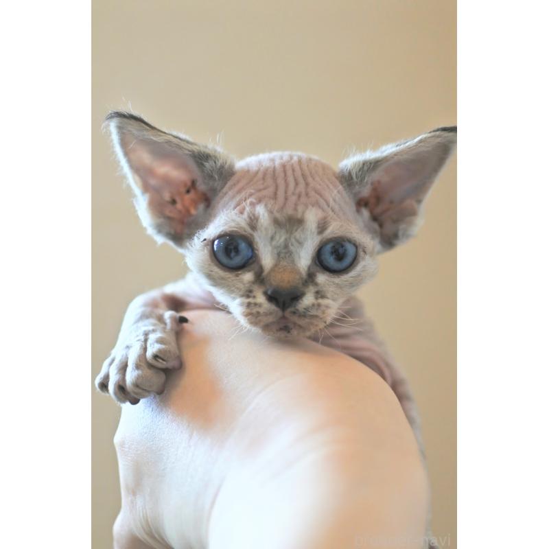 販売中の福岡県のデボンレックス-137733の7枚目