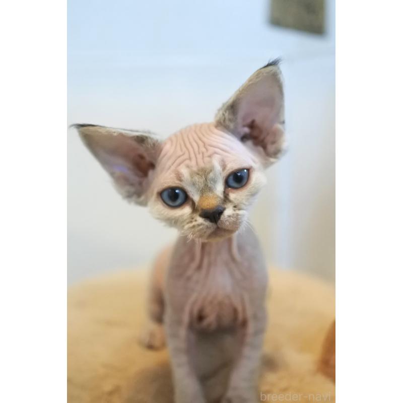 販売中の福岡県のデボンレックス-137733の6枚目