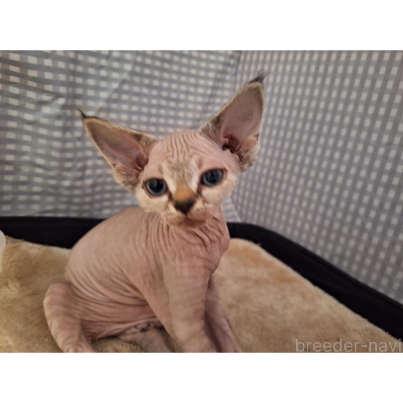 販売中の福岡県のデボンレックス-137733の5枚目