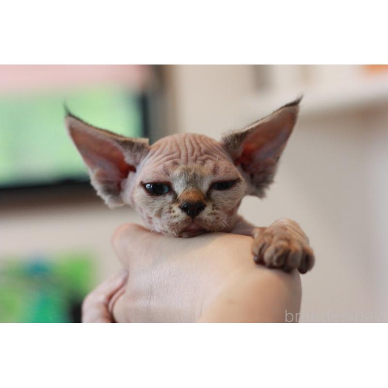 販売中の福岡県のデボンレックス-137733の4枚目