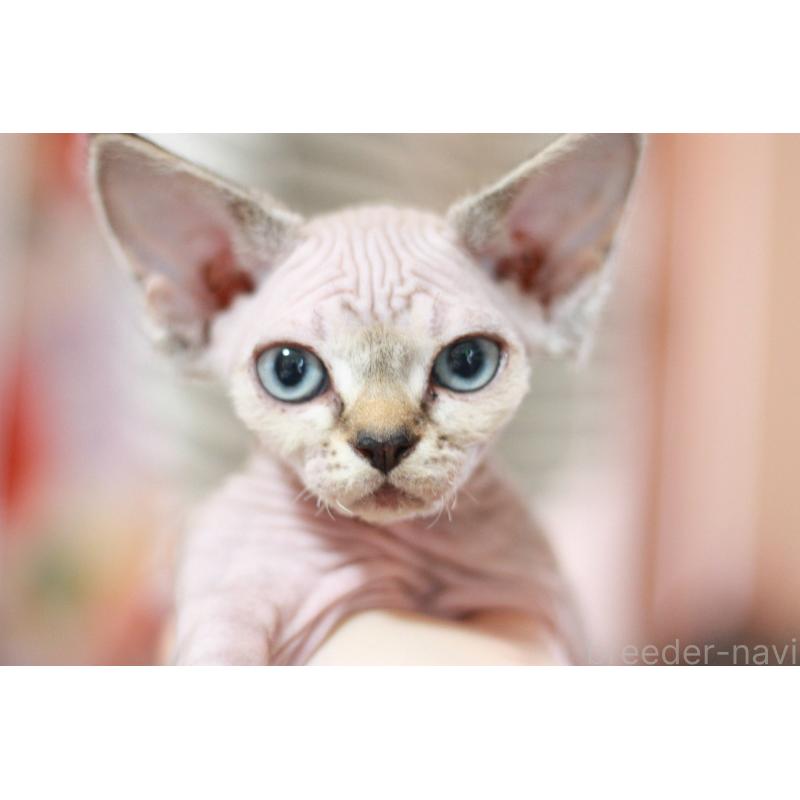 販売中の福岡県のデボンレックス-137733の2枚目