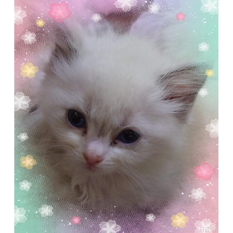 販売中の兵庫県のラグドール-135276の2枚目