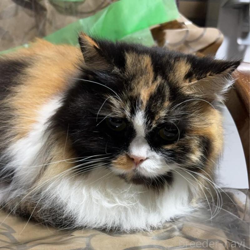 販売中の愛知県のスコティッシュフォールド-137732の2枚目
