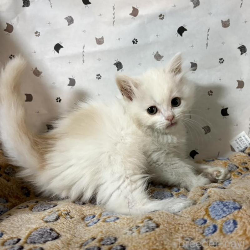 販売中の愛知県のスコティッシュフォールド-137732の1枚目