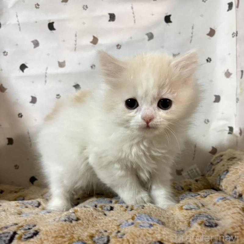 販売中の愛知県のスコティッシュフォールド-137734