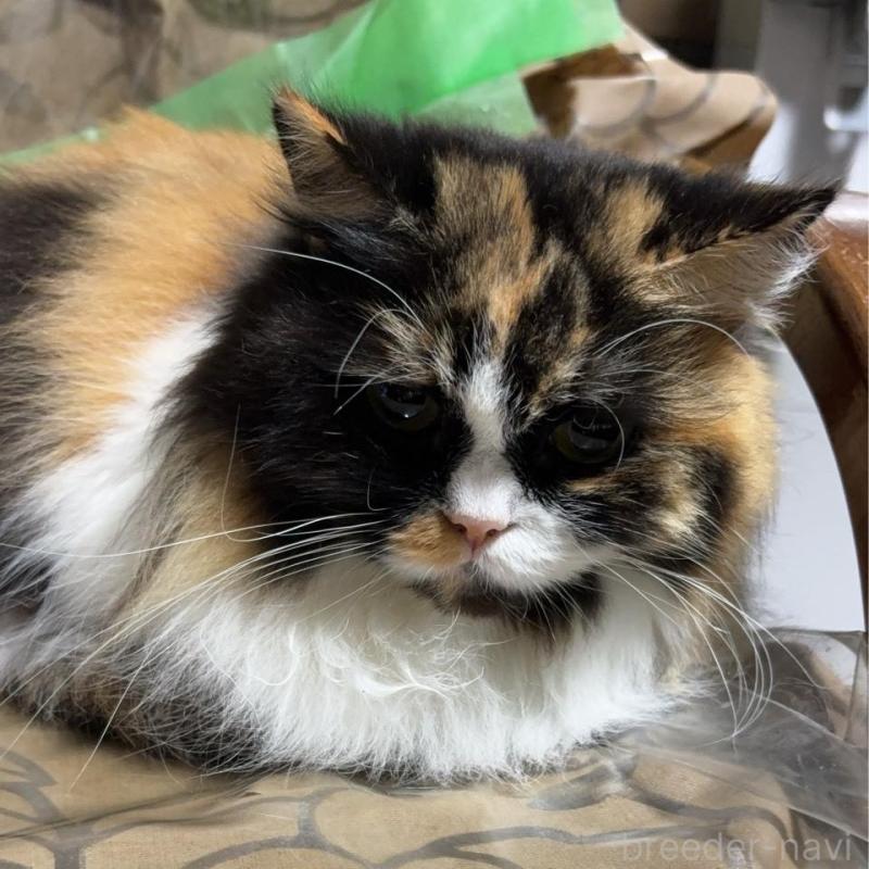 販売中の愛知県のスコティッシュフォールド-137734の2枚目