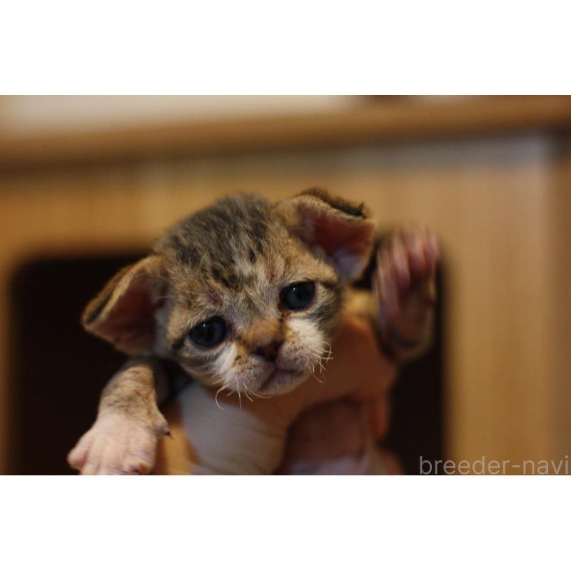 販売中の福岡県のデボンレックス-137735の9枚目