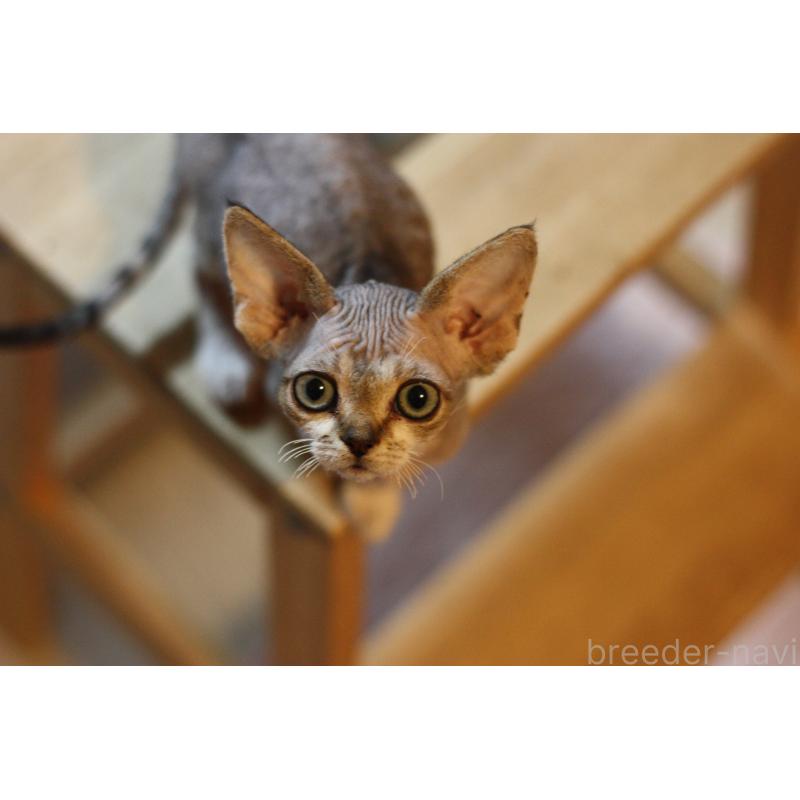 販売中の福岡県のデボンレックス-137735の7枚目