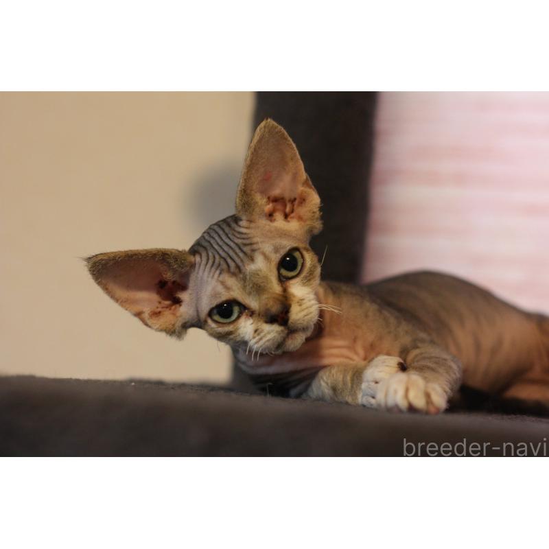 販売中の福岡県のデボンレックス-137735の6枚目