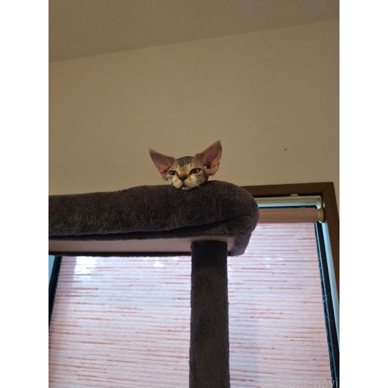 販売中の福岡県のデボンレックス-137735の5枚目