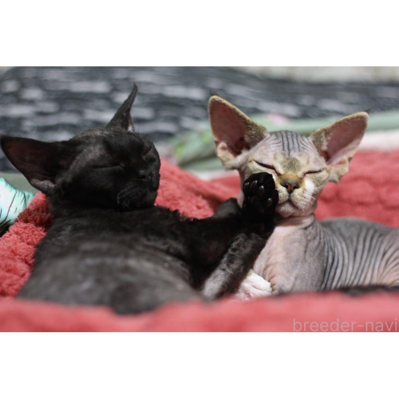 販売中の福岡県のデボンレックス-137735の3枚目