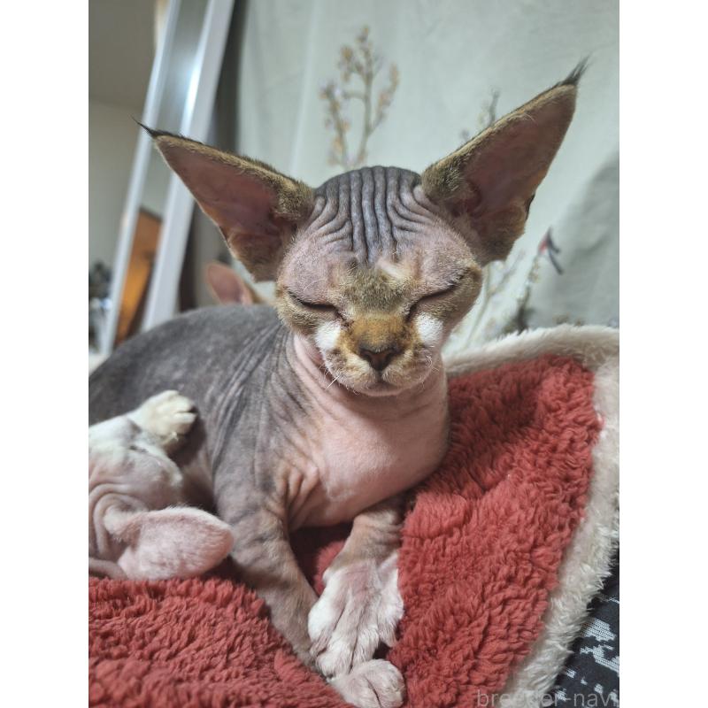 販売中の福岡県のデボンレックス-137735の2枚目