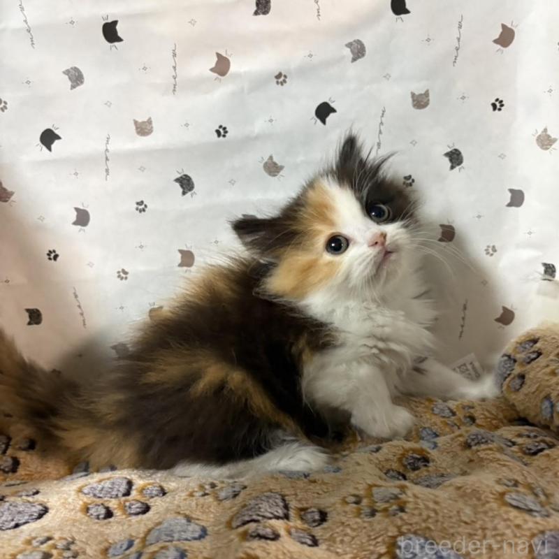 販売中の愛知県のスコティッシュフォールド-137736