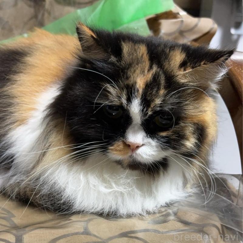 販売中の愛知県のスコティッシュフォールド-137736の2枚目