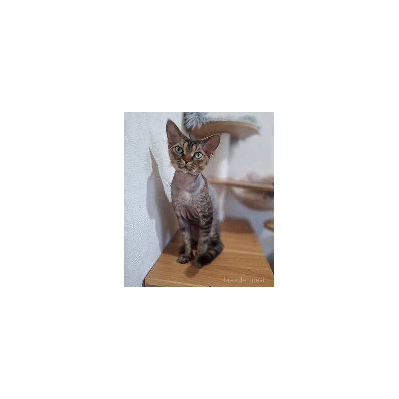 Pulchra 2世くん1枚目